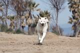 AKITA INU 146